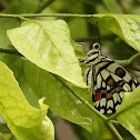Lime Swallowtail