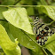 Lime Swallowtail