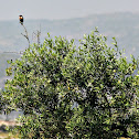 European Stonechat