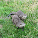 Otters
