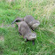 Otters