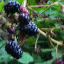 Blackberry