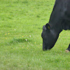 Milk cow