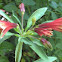 Alstroemeria
