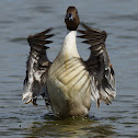 Northern Pintail