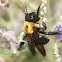 honeybee