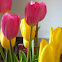 Tulips