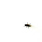 Fly
