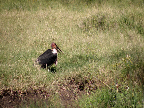 Spotting Image 1