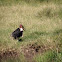 Marabou stork
