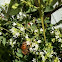 Honey Bee