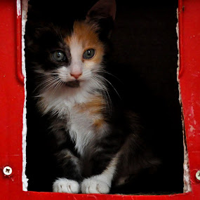 mrnjauuuu by Boricic Goran - Animals - Cats Portraits