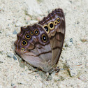 Northern Pearly-eye