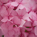 Hydrangea