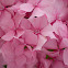Hydrangea