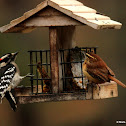 Downy woodpecker
