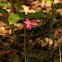 Catesby's Trillium