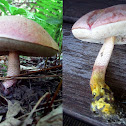 Tylopilus chromapes (chrome footed bolete)