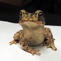 Gulf Coast Toad