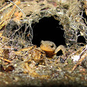 Bosca's newt,Tritão de ventre laranja