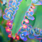 Mother-of-millions