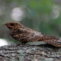 Goatsucker/nightjar