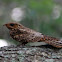 Goatsucker/nightjar