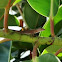 Anole