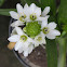 White Flower