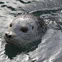 Harbor Seal