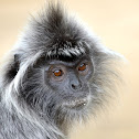 silvered leaf monkey