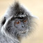 silvered leaf monkey