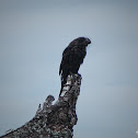 Garrapatero or Smooth-billed Ani