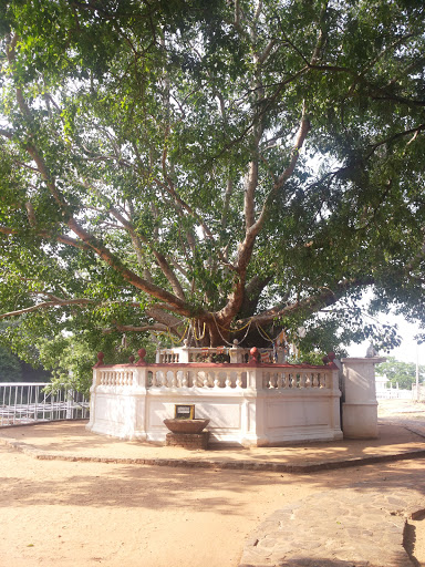 Bo Tree Awkana Temple