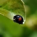 Twice Stabbed Ladybug
