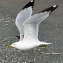 Ring-billed Gull