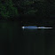 Pink River Dolphin