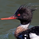 Red-breasted Merganser