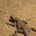 Common Agama / Margouillat