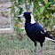 Australian Magpie