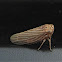 Brown Lawn Leafhopper