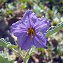 Silver Leaf Nightshade