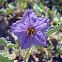 Silver Leaf Nightshade