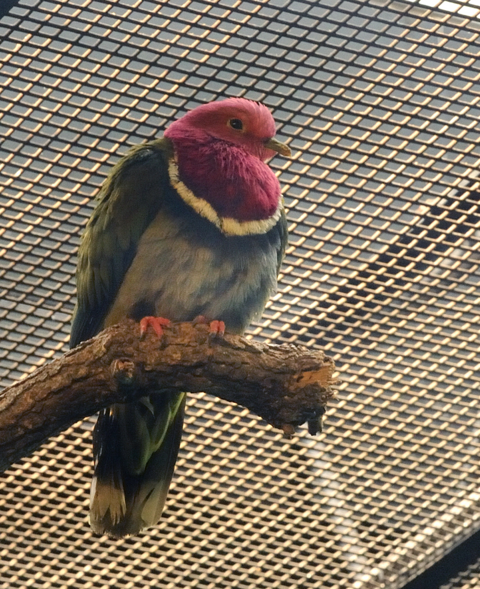 pink-headed fruit dove