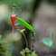 Mini orquidea