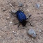 Blue beetle