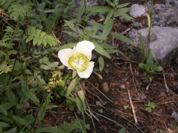 Spotting Image 1
