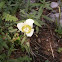 Sego lily