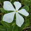 Madagascar Periwinkle
