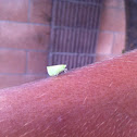 Green Leafhopper